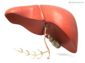 यकृत liver क्या हे इसके कार्य